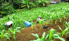 Diversifikasi Tanaman, Kelompok Tani Pasraya Siap Tanam Buncis dan Labu Siam