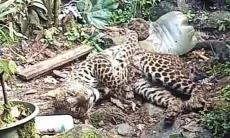 Macan Tutul yang Diamankan Warga Gunung Mas Masih Remaja