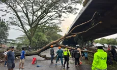 Hujan Hitungan Jam di Kota Bandung, 33 Pohon Tumbang dan Tewaskan  Pengendara  Mobil