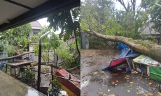 Hujan Deras Disertai Angin, Sejumlah Pohon di Jalan Bima Tumbang Menimpa Rumah Warga