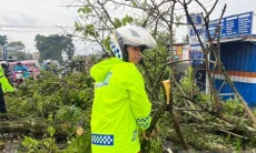 Pohon Tumbang,  Seorang Pemotor Tewas dan Jalur Puncak-Cianjur Sempat Terputus