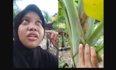 600 Pohon Pisang Mati Mendadak Jelang Panen, Dugaan Sabotase Bikin Warganet Geram