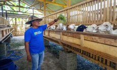 Permintaan Tinggi, Harga Kambing Potong di Cirebon Timur Naik