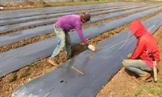 Petani Pangalengan Keluhkan Kenaikan Harga Plastik Mulsa dan Pupuk