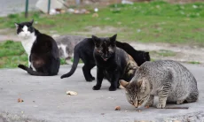 Kucing Liar di Kota Bandung Ditandai Huruf V Usai Sterilisasi