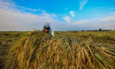 Kemarau Lebih Panjang Ancam Sawah, Pemprov Jabar Siapkan Jurus Darurat Produksi Padi