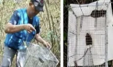 Apa Itu Wabah Pes? Kenali Penyebab, Gejala, dan Cara Pencegahannya