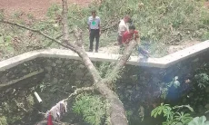 Pohon Tumbang Sumbat Aliran Air, BPBD Kota Bogor Langsung Evakuasi