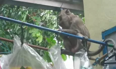 Jangkauan Meluas, Monyet Liar 'Teror' Empat Wilayah di Kota Bogor