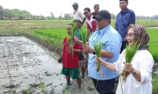 DPRD Jabar dan Cirebon Soroti Masalah Pengairan Saat Tanam Perdana di Desa Blender