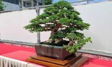 800 Pohon Bonsai Bakal Ikuti Kontes dan Pameran Nasional di Tasikmalaya