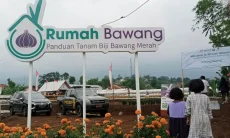 Dari PNS ke Petani Sukses, Rahasia Tono Suwarna Panen Bawang Merah Melimpah