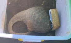 Terbongkar di Karangnunggal, Perdagangan Trenggiling Berujung Penangkapan Dua Pelaku