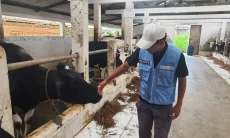 Jelang Iduladha, Dispernakan KBB Kerahkan 61 Personel Periksa Hewan Kurban
