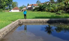 3 Balong di Mangkubumi Mendadak Surut, Diduga Kuat Dikuras Maling