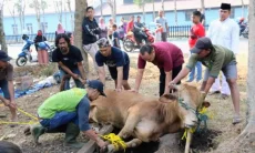 DKPP Jabar Imbau Hewan Kurban Dipotong di RPH, Ini Alasannya