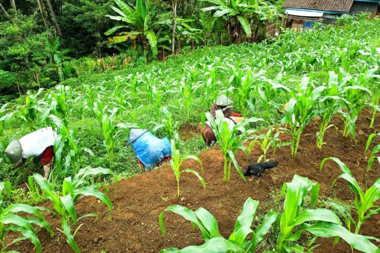 Diversifikasi Tanaman, Kelompok Tani Pasraya Siap Tanam Buncis dan Labu Siam