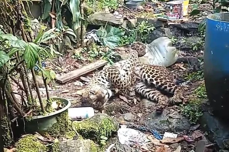 Ditangani BBKSDA Jabar dan TSI, Kondisi Macan Tutul Liar Sudah Stabil