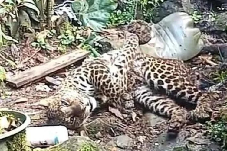 Macan Tutul yang Diamankan Warga Gunung Mas Masih Remaja