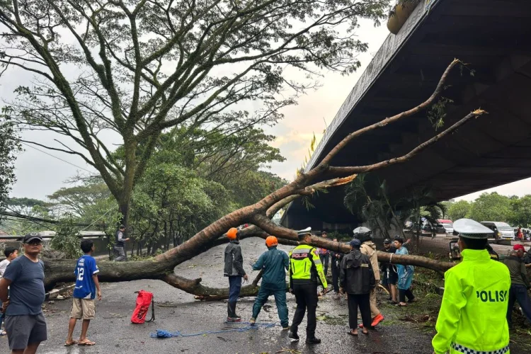 Hujan Hitungan Jam di Kota Bandung, 33 Pohon Tumbang dan Tewaskan  Pengendara  Mobil