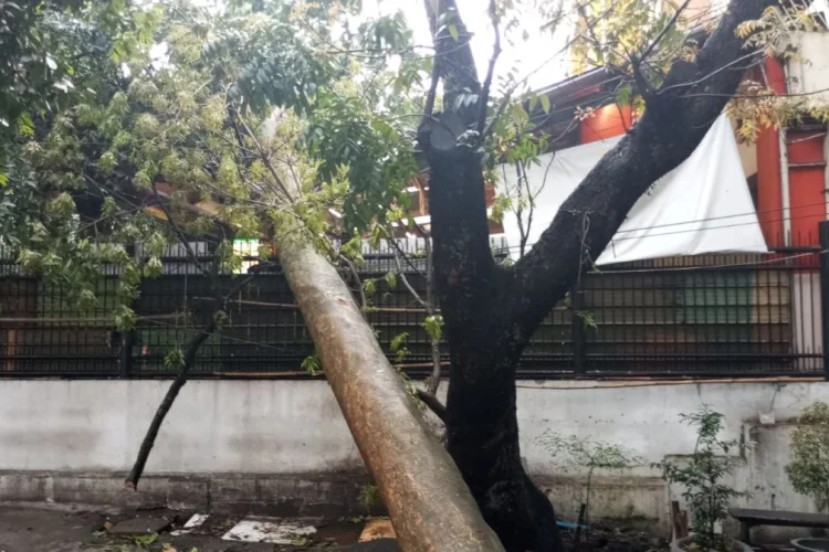 Pohon Raksasa Tumbang Timpa Sebagian Atap Yogya Pajajaran Bandung