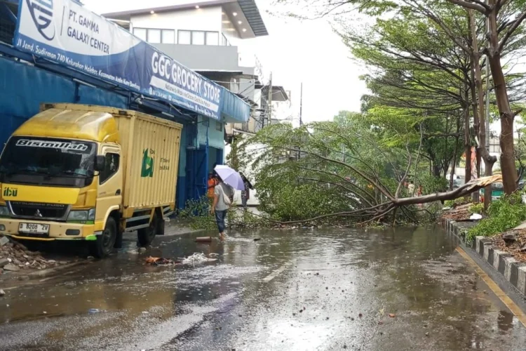 Farhan Imbau Warga Waspada, Jangan Berteduh di Bawah Pohon Saat Cuaca Ekstrem