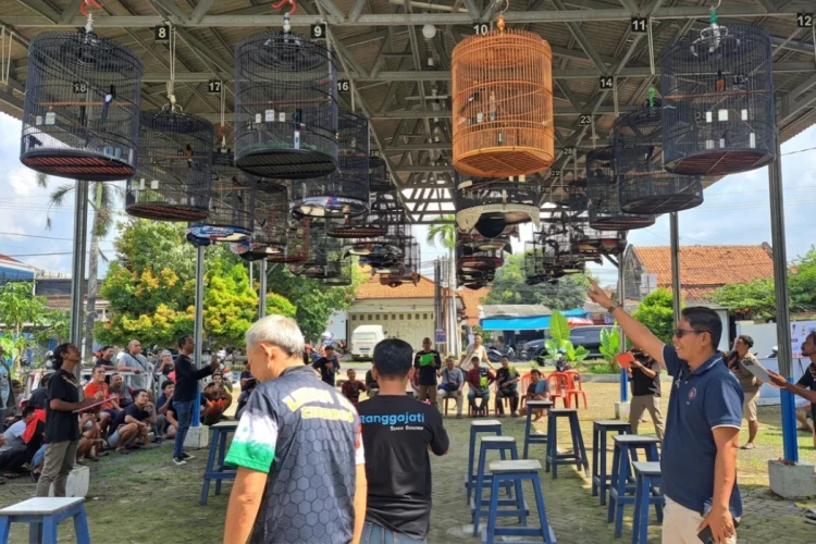 Rebutan Rp20 Juta, Ratusan Pehobi Kicau Mania Padati Arena Sumber Kabupaten Cirebon