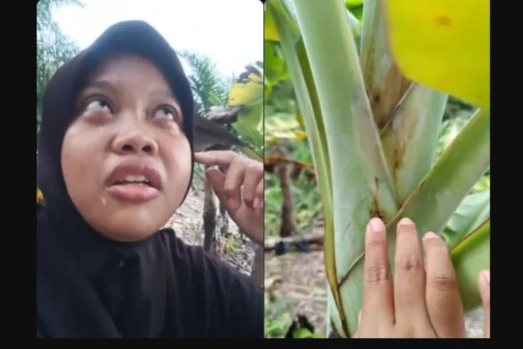 600 Pohon Pisang Mati Mendadak Jelang Panen, Dugaan Sabotase Bikin Warganet Geram