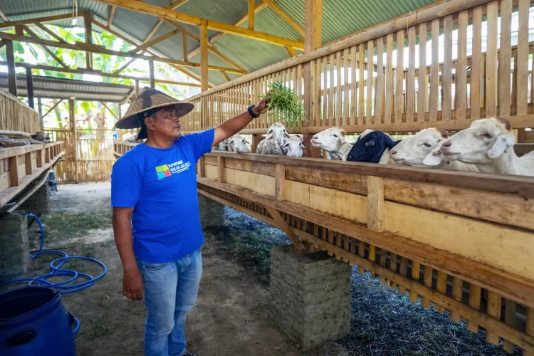 Permintaan Tinggi, Harga Kambing Potong di Cirebon Timur Naik