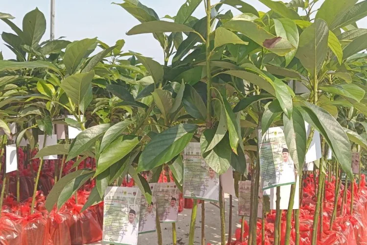 Bagi-bagi Bibit, Kabupaten Bogor Targetkan Jadi Sentra Buah Alpukat dan Padi JP65