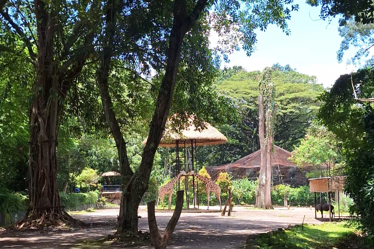 Pengusaha Serta Lembaga Konservasi Ikut Seleksi Pengelola Kebun Binatang Bandung