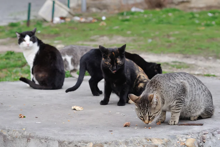 Kucing Liar di Kota Bandung Ditandai Huruf V Usai Sterilisasi