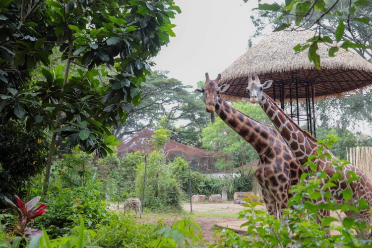 85 Lembaga Koservasi Berebut Kelola Kebun Binatang Bandung