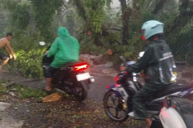 Di Kota Bogor Ada 18 Kejadian Bencana Pohon Tumbang, Banjir hingga Atap Terbawa Angin