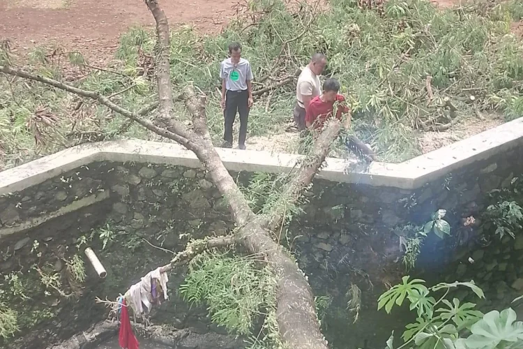 Pohon Tumbang Sumbat Aliran Air, BPBD Kota Bogor Langsung Evakuasi