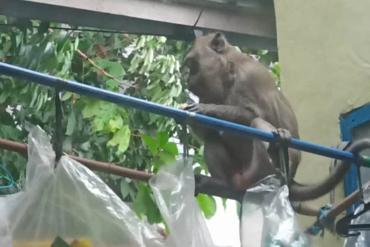 Jangkauan Meluas, Monyet Liar 'Teror' Empat Wilayah di Kota Bogor