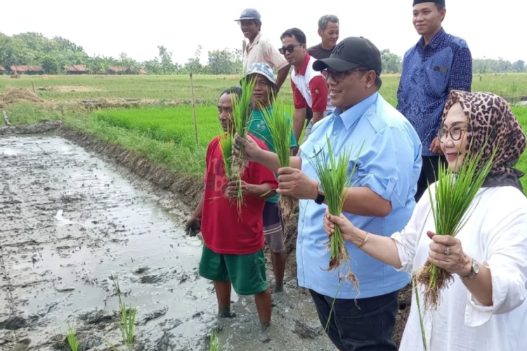 DPRD Jabar dan Cirebon Soroti Masalah Pengairan Saat Tanam Perdana di Desa Blender