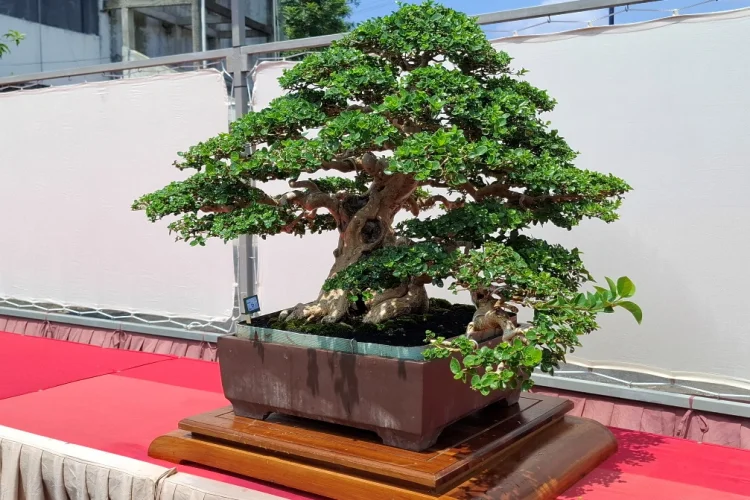 800 Pohon Bonsai Bakal Ikuti Kontes dan Pameran Nasional di Tasikmalaya