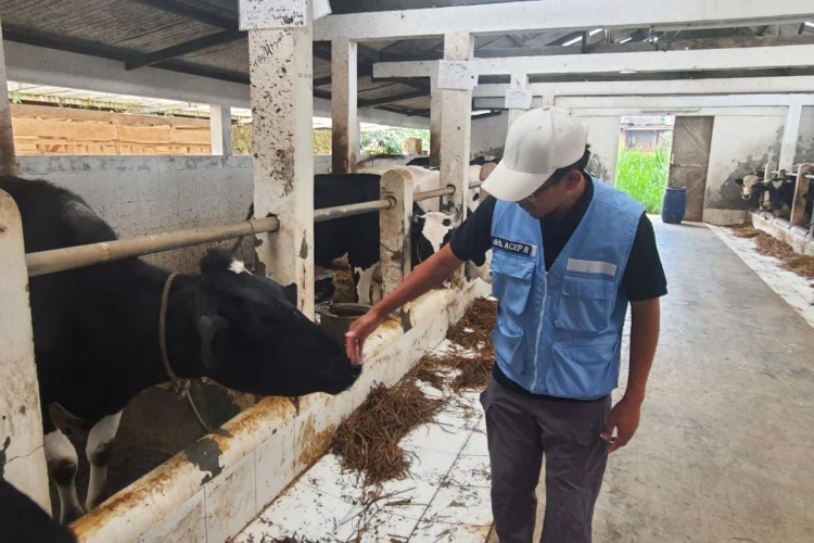 Jelang Iduladha, Dispernakan KBB Kerahkan 61 Personel Periksa Hewan Kurban