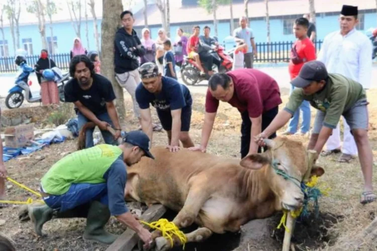 DKPP Jabar Imbau Hewan Kurban Dipotong di RPH, Ini Alasannya