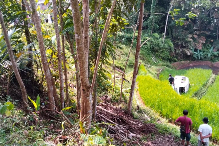 Hindari Batu di Jalan, Angkot Cigalontang–Singaparna Terjun ke Sawah