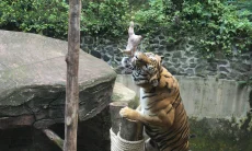 Pemkot Bandung Ajukan Izin Konservasi Sementara Bandung Zoo, Satwa Tak Direlokasi