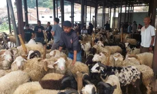 Jelang Iduladha, Pasar Ternak Padalarang Mulai Ramai Pembeli