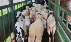 Dispernakan KBB Prediksi Stok Hewan Kurban Naik 2 Persen Jelang Iduladha