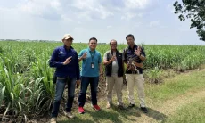 100 Hektare Kebun Benih Tebu Kabupaten Cirebon Rampung, Serap Ribuan Tenaga Kerja