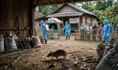 Sebut Hantavirus Berbeda dengan Covid-19, IDAI: Rajin Cuci Tangan Hidup Bersih