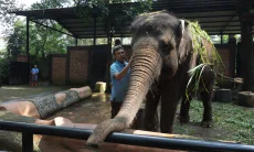 Jika Gagal, Pengelolaan Bandung Zoo Bisa Diambil Alih Pemerintah Pusat