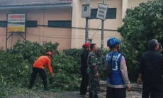Pohon Tumbang Kerap Terjadi, DLH Cimahi Ungkap Penyebab Utama