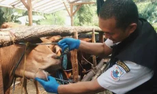 Stok Hewan Kurban di Jabar Melonjak, Pemprov Intensifkan Pemeriksaan Kesehatan Ternak