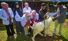 Bursa Hewan Kurban Pajajaran Jamin Domba, Kambing, Sapi Sehat dan Layak Konsumsi